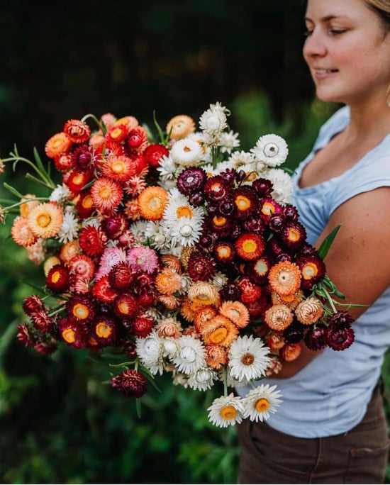 Strawflower - By the Stem