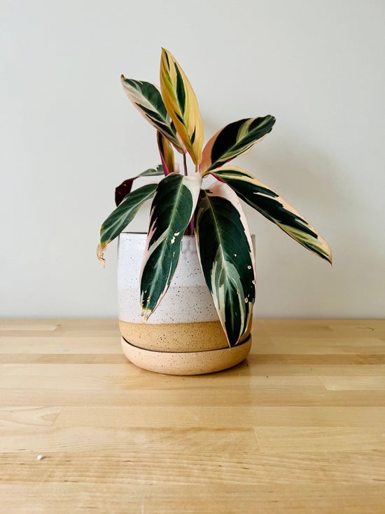 Wide Bottomed Planter & Saucer | Large