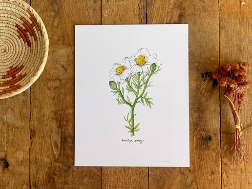 Matilija Poppy Art Print