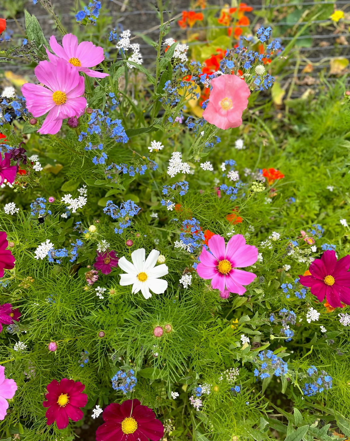 Cut Flower Seed Mix |  1 oz