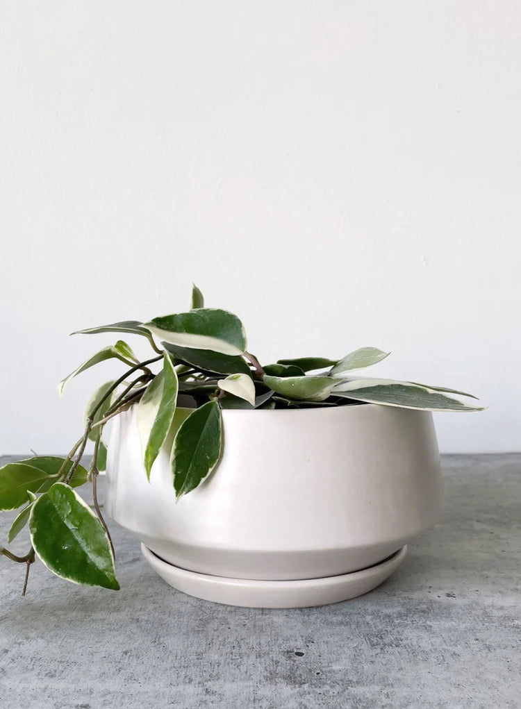 Anna Bowl Planter