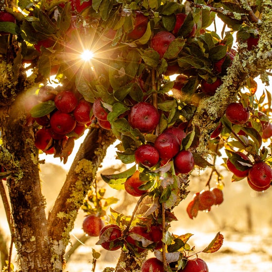 Apple Balsamic Vinegar