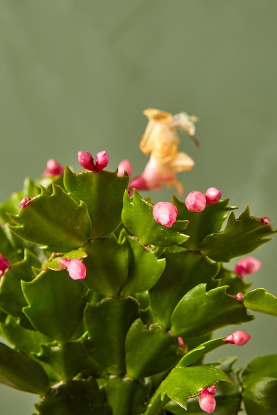 Cactus Body Cream | Flor de Madera