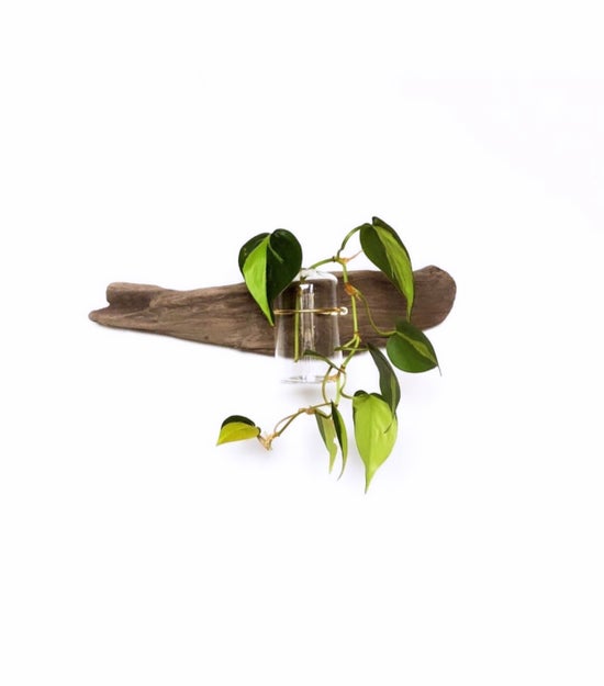 Driftwood Bud Vase for Wall