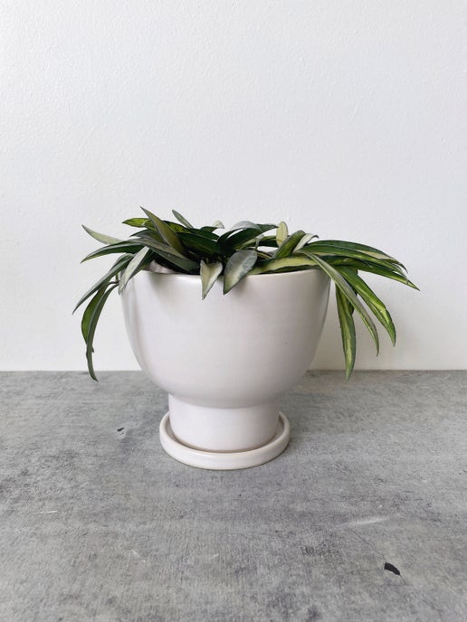 Large Tulip Planter