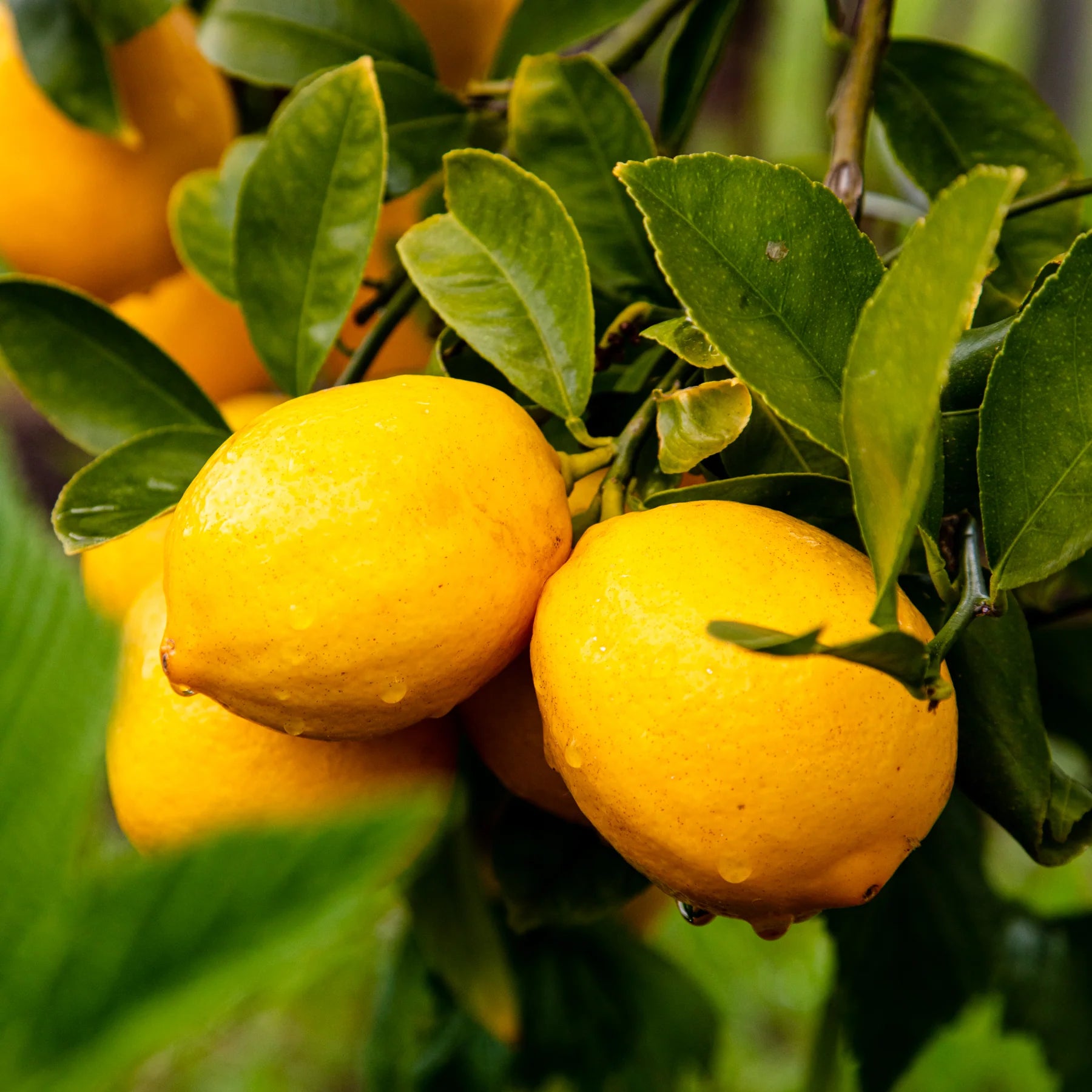 Meyer Lemon & Green Coriander Shrub