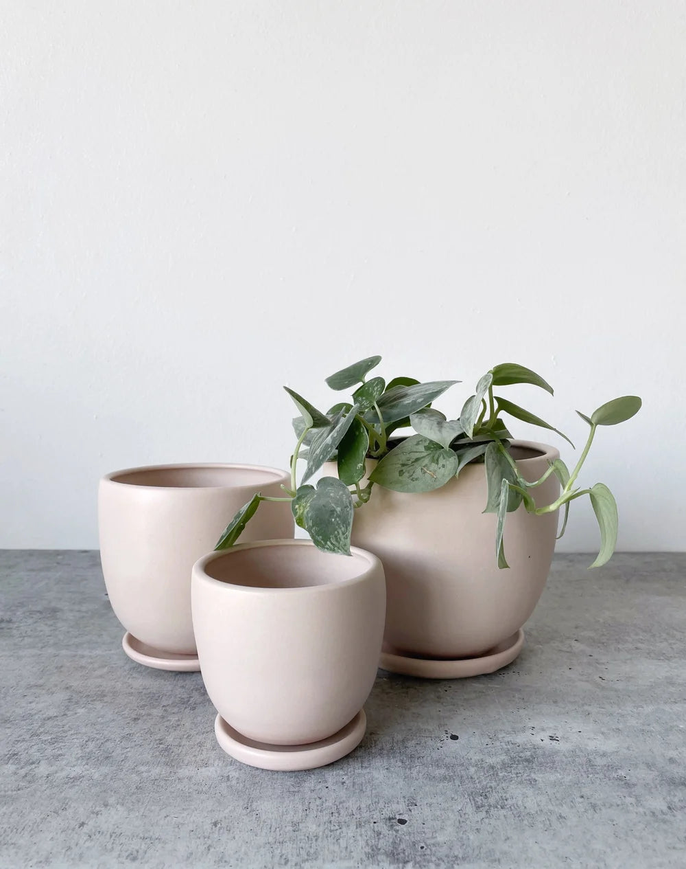 large indoor plant pots with saucers Classic Planter w/ Saucer