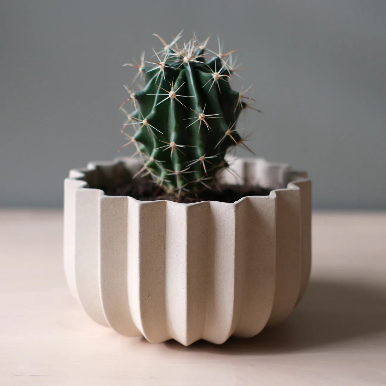 Wrap Planter | Dune | 7"